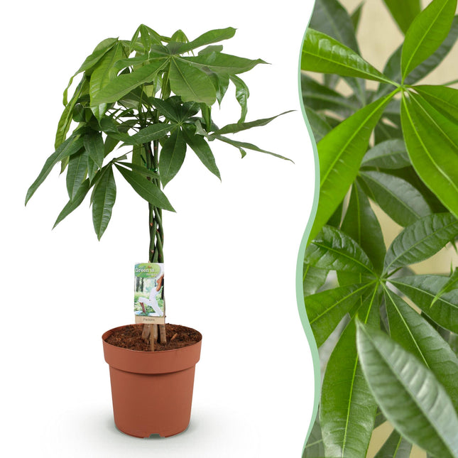 Pachira Aquatica Geflochtener Stamm – 80-90cm – 21cm – Pflegeleichter Geldbaum – Grünpflanze für Wohnzimmer & Büro