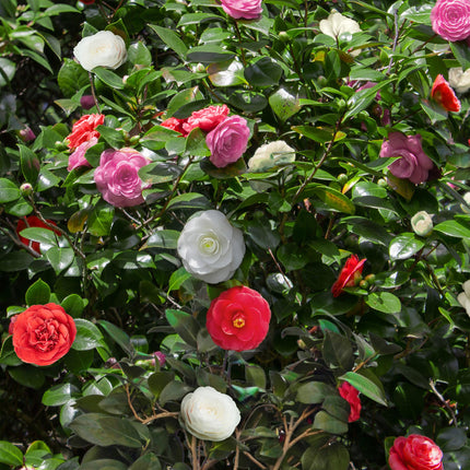 Kamelie Camellia japonica Tricolour – Strauch – Winterhart – Blüte Rosa, Weiß & Rot – 3 Pflanzen – Immergrün – 15 cm Höhe 30 cm