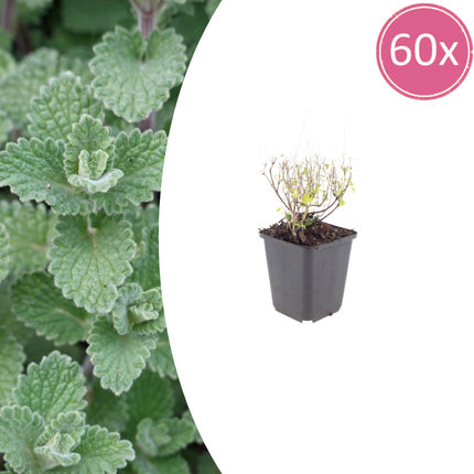Bergminze Calamintha nepeta – 60 Pflanzen – 10-25cm – Ø9cm – Duftende Staude für sonnige Beete