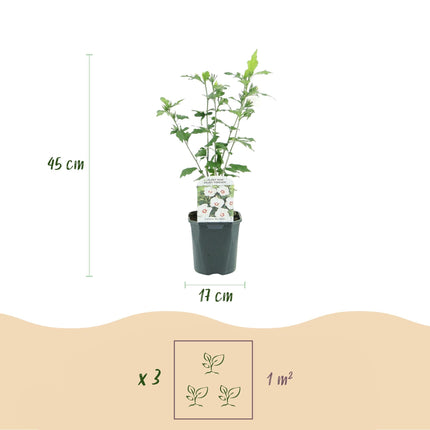 Garteneibisch Hibiscus syriacus Red Heart – Blüte Weiß mit Rotem Herzen – Strauch – Wenig Pflege – 17cm x H45cm – Sommerblüher & Bienenfreundlich