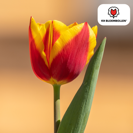 Dow Jones Tulpenzwiebeln – 20 Blumenzwiebln – Rot-Gelb Gestreifte Tulpen – Für Garten & Topf