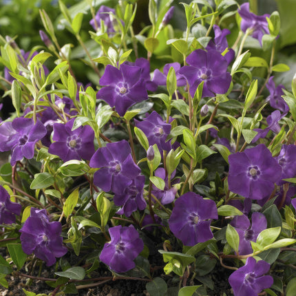 Vinca minor 'Atropurpurea' – 48 Pflanzen – ↕10-25cm – Ø9cm – Bodendecker – Lila Blüten – Sonnig & Schattig – Pflegeleicht & Winterhart