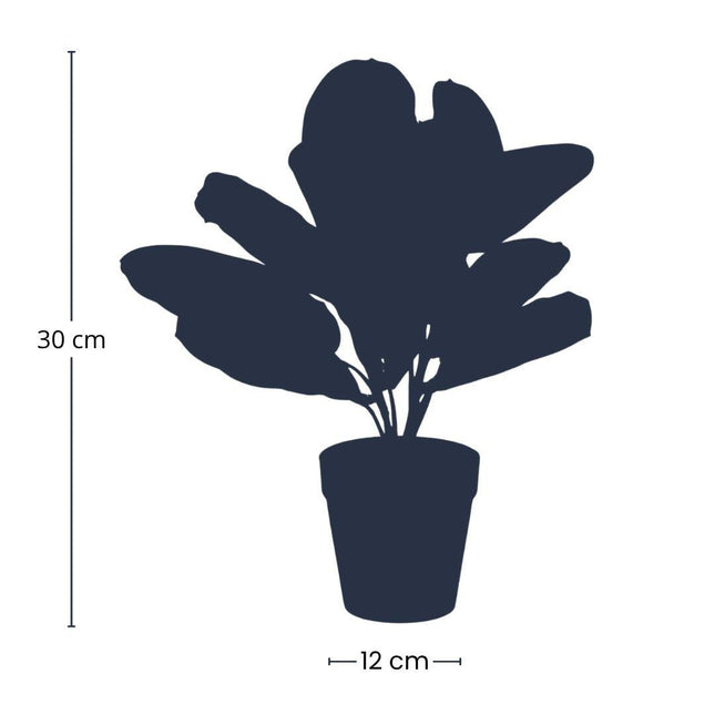 Maranta – Korbmarante – Kunstpflanze – 30cm hoch – Schwarzer Topf Ø12cm – Naturgetreue Blattstruktur – Pflegefrei & kompakt – Für Regal, Fensterbank & Schreibtisch