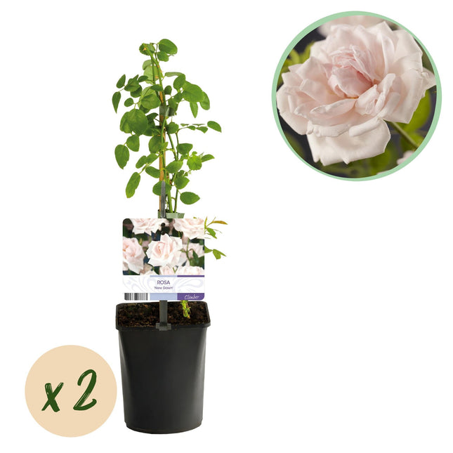 Kletterrose Rosa New Dawn – Zartrosa – Wenig Pflege – 2 Pflanzen – H11cm x 40cm – Duftende, widerstandsfähige Rosen für Garten & Terrasse