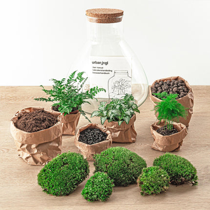 Flaschengarten Sam XL – DIY Bausatz Terrarium – ↕35cm – Do-It-Yourself Pflanzen-Set mit Korkdeckel – Autarkes Mini-Ökosystem – Inkl. Fittonia, Farn, Spargel & Moos – Für Zuhause & Büro