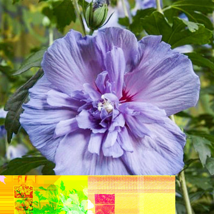 Hibiscus syriacus Blue Chiffon – Pflegeleichte Stamm-Pflanze mit großen blauen Blüten – Laubabwerfend – Ø19 cm – Höhe ca. 90 cm – Ideal für Terrasse & Balkon
