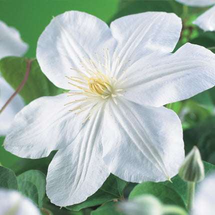 Kletterpflanze Clematis Madame Le Coultre – Cremig weiße Blüten – Wenig Pflege – 2 Pflanzen – 11 cm Höhe 40 cm – Für Garten, Terrasse & Pergolen