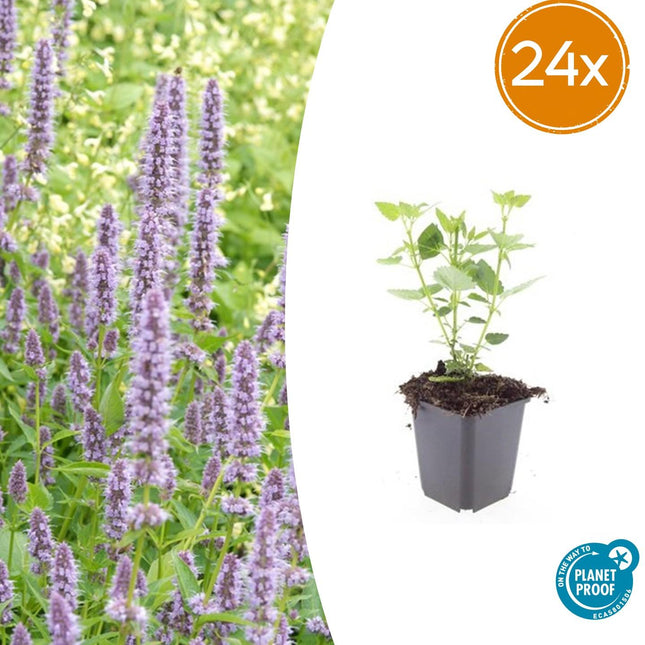 Agastache 'Blue Fortune' – lavendelblaue Blüten – 24 Pflanzen – bienenfreundlich – pflegeleicht – Duftstaude – Ø9cm – ↕10–25cm