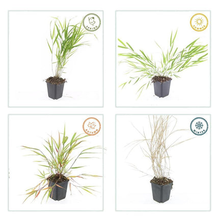 Japan-Zwergschilf – Hakonechloa macra – 20 Pflanzen – ↕10–25cm – Pflegeleicht & winterhart – Ziergras für Schatten & Halbschatten