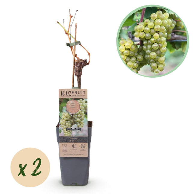 Weinrebe Vitis vinifera 'Bianca' – Weiße Traube – 2 Pflanzen – Ø15cm – Höhe ca. 50cm – Süße Tafeltrauben – Pflegeleichte Obstpflanze für Garten & Balkon – Reich an Vitaminen