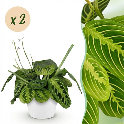 Maranta Fascinator Lemon Lime 2er Set Pflanzen Mit Weißem Topf Ø12cm Höhe ca.25cm Gebetspflanze Haustierfreundlich Pflegeleicht Für Zimmer Büro & Bad