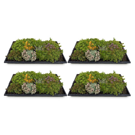 Sedummatte – 4 Vegetationsmatten – Winterharte Bodendeckerpflanzen aus 10 Sedum-Sorten – Maße 50x30cm – Pflegeleicht & wetterbeständig – Für Beet, Dach & Terrasse