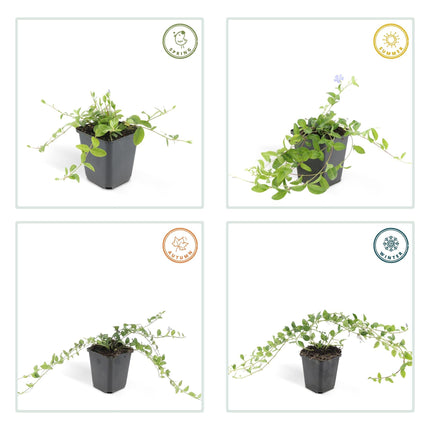 Vinca minor 'La Grave' – 24 Pflanzen – Ø9cm – ↕10-25cm – Immergrüner Bodendecker mit violetten Blüten