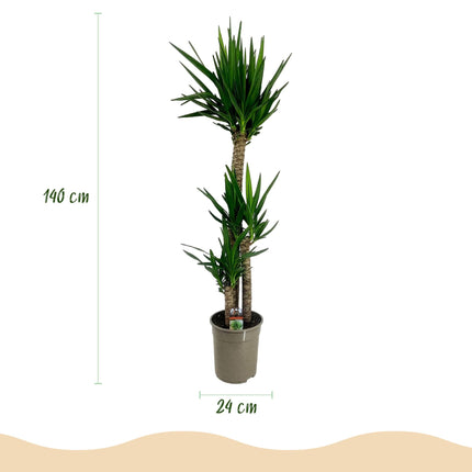Palmlilie Yucca Elephantipes – 140cm – 24cm – Pflegeleichte Palmlilie mit schmalen, grünen Blättern