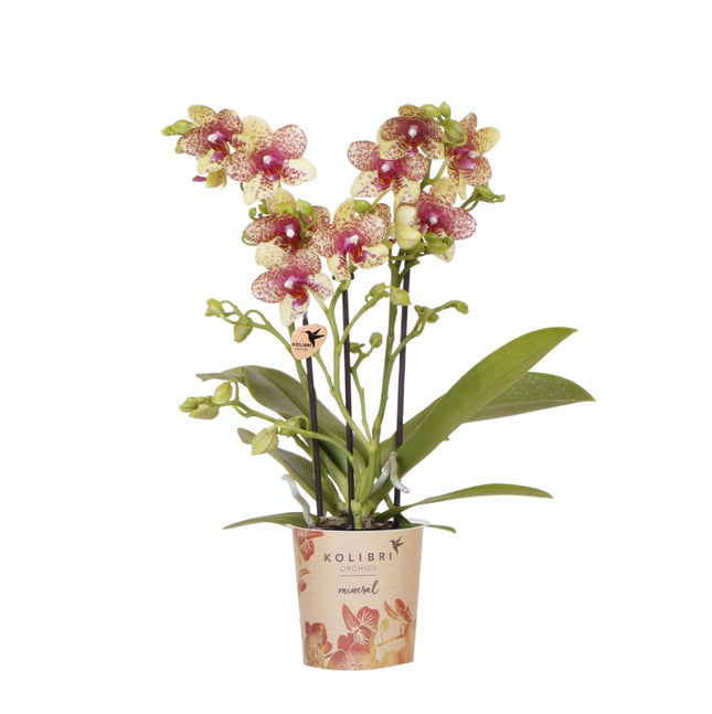 Orange-Gelbe Phalaenopsis Orchidee – „Grosseto“ – Ø9cm – Exotische Blühende Zimmerpflanze mit 2–3 kräftigen Trieben – Elegante Orchidee mit einzigartigem Muster – Frisch aus der Gärtnerei