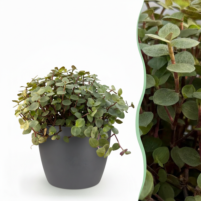 Calissia Repens Zimmerpflanze mit grauem Topf Ø12cm Höhe 17-20cm Haustierfreundliche Grünpflanze pflegeleicht für Wohnzimmer Büro Schlafzimmer