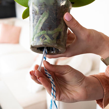 WaterWick Bewässerungsdocht – 3 Stück – Selbstbewässerung für Zimmerpflanzen & Orchideen – Einfaches Wasserzugsystem für konstante Feuchtigkeit