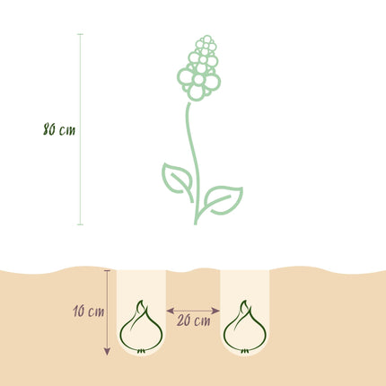 Blumenzwiebeln Camassia Leichtlinii Mix – 5 Stück – Lila & weiße Sternhyazinthen – Für Beet, Balkon & Terrasse – Pflegeleicht