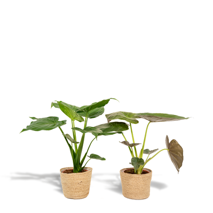 Zimmerpflanzen-Set Alocasia Cucullata + Alocasia Wentii – Ø19 cm – ↕60 cm – 2er-Set – Luftreinigend – Tropisches Design – Mit Korb Selin