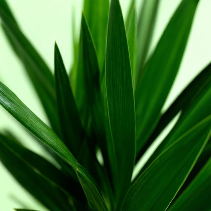 Yucca Elephantipes – 120cm – 19cm – Pflegeleichte Zimmerpflanze mit schmalen Blättern – Robuste Palmlilie für helle & halbschattige Innenräume