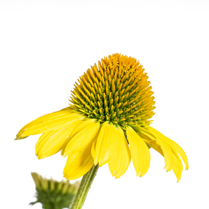 Echinacea purpurea Yellow – Gelber Sonnenhut – Ø 19 cm – Höhe 60–70 cm – Leuchtend gelbe Blüten – Für Beet & Staudenrabatte – Sonniger Standort – Pflegeleicht