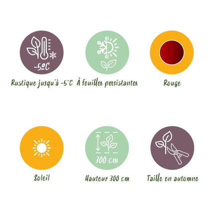 Bananenpflanze Ensete ventricosum Maurelli – 2 Pflanzen – Winterhart – Obstpflanze – Ø12 cm – Höhe ca. 30 cm – Exotisches Highlight für Garten, Terrasse & Balkon