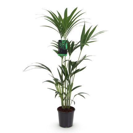 Howea Forsteriana – Kentia – Palme – 120-130cm – 21cm – Pflegeleichte Zimmerpalme mit eleganten Wedeln