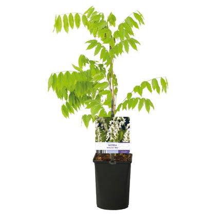 Blauregen Wisteria floribunda Alba – Weiße Blüten – 11 cm x H40 cm – Duftende Kletterpflanze – Für Pergolen, Zäune & Wände