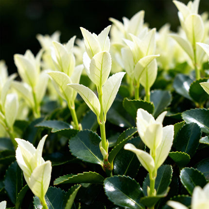 Euonymus japonica Paloma Blanca – 8 Pflanzen für 1 lfm Hecke – Immergrüner Strauch – 9cm – Höhe 30-35cm – Grün