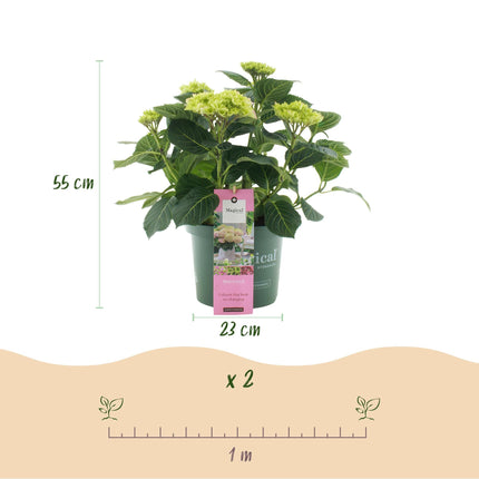 Hortensie Magical Jewel Pink – Rosa – 2 Pflanzen – Hydrangea macrophylla – Je im 23cm Topf – Ca. 55cm hoch – 6-10 Blüten