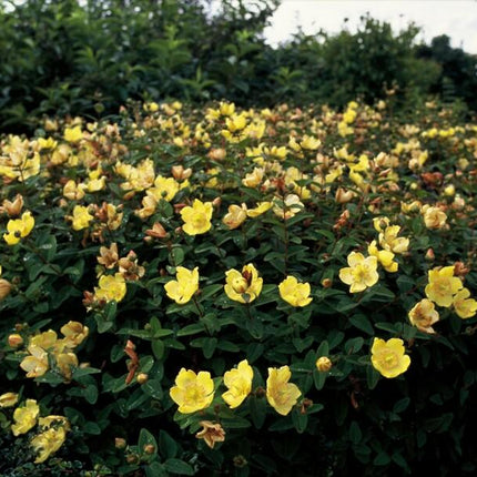 Hypericum dummeri 'Peter Dummer' – 48 Pflanzen – ↕10-25cm – Ø9cm – Winterharter Bodendecker & Beeteinfassung – Gelbe Blüten – Pflegeleicht & trockenheitstolerant