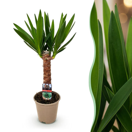 Palmlilie Yucca Elephantipes – 55cm – 14cm – Pflegeleichte Palmlilie mit langen, schmalen Blättern