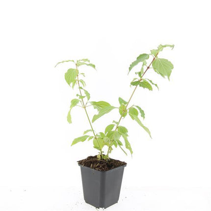 Cornus sanguinea 'Anny's Winter Orange' – 48 Pflanzen – ↕10-25cm – Ø9cm – Winterharte Ziersträucher – Leuchtend Orangefarbene Zweige