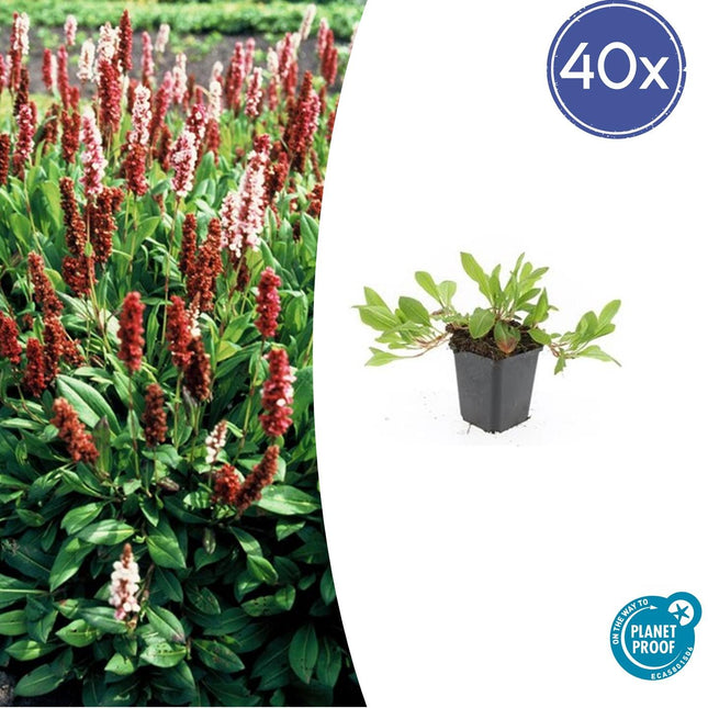 Schneckenknöterich - Persicaria aff. 'Darjeeling Red' - ↕10-25cm - Ø9cm - 40 Pflanzen – Rotes Laub – Pflegeleichte Staude – Sonnig & Halbschatten