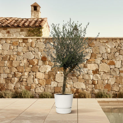 Olivenbaum Olea Lorc – ca. 200cm hoch – Ø45cm – Mediterrane Zimmer- & Gartenpflanze – Immergrün & pflegeleicht – Für sonnige Standorte