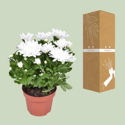 Chrysanthemum ‘Brave’ – Polster – Chrysantheme – Outdoorpflanze – Ø12cm – ↕26cm – Herbstblüher – Pflegeleicht & farbenfroh