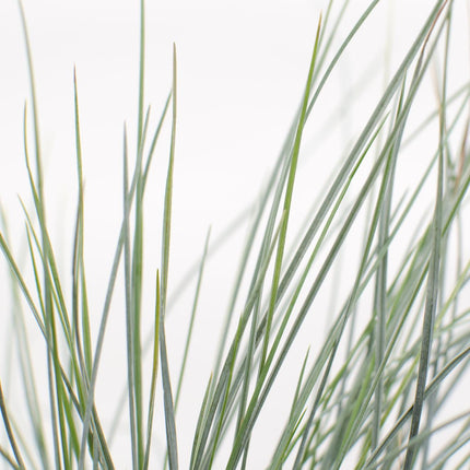 Blauschwingel Festuca glauca Azura Blue Ø14cm – Höhe ca.30cm – silberblaues Ziergras winterhart & immergrün