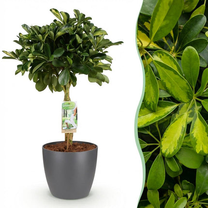Schefflera Gold Capelle Fingerbaum Pflanze mit grauem Topf Ø21cm Höhe 70-81cm Pflegeleichte Grünpflanze mit goldenen Blattakzenten für Zimmer & Büro