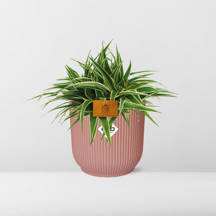 Grünlilie – Chlorophytum Ocean – ca. 15cm Höhe – Zimmerpflanze mit weißen Blattstreifen – luftreinigend & pflegeleicht – Topfgröße Ø16cm