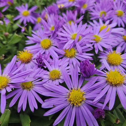 Kissen – Aster (D) 'Prof. Anton Kippenberg' – ↕10-25cm – Ø9cm – Lila Herbstblüte – Pflegeleicht – Beete & Töpfe