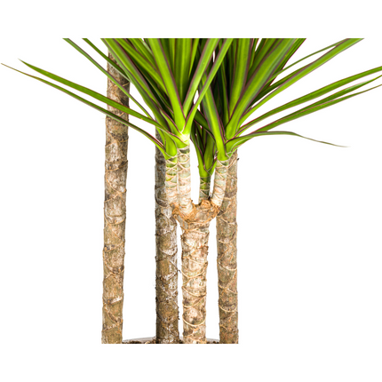 Drachenbaum Dracaena Marginata Green – Große Zimmerpflanze – Ø27 cm – 170-190 cm hoch – Schlanke dunkelgrüne Blätter – Moderner Urban Jungle Klassiker