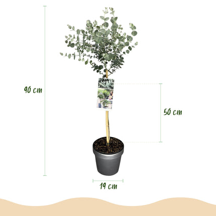 Eukalyptus Eucalyptus gunnii Azura – 19cm – Höhe ca. 90cm – Immergrüne winterharte Terrassenpflanze mit graugrünen duftenden Blättern