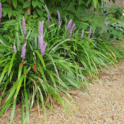 Lilientraube Liriope muscari 'Ingwersen' – ↕10-25cm – Ø9cm – 60 Pflanzen – Immergrüner Bodendecker – Violette Blütenrispen – Winterhart & pflegeleicht