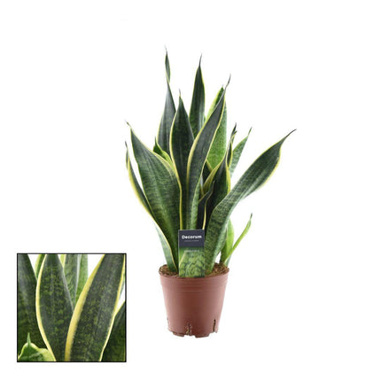 Sansevieria Futura Superba – Bogenhanf – Ø14cm – ↕45cm – Pflegeleichte Zimmerpflanze mit gelb-grünem Blattmuster – Luftreinigend – Ideal für Schlafzimmer, Büro & Wohnzimmer