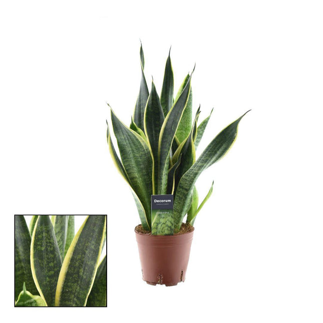 Sansevieria Futura Superba – Bogenhanf – Ø14cm – ↕45cm – Pflegeleichte Zimmerpflanze mit gelb-grünem Blattmuster – Luftreinigend – Ideal für Schlafzimmer, Büro & Wohnzimmer