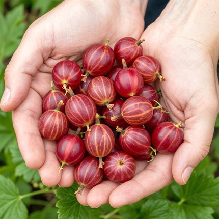 Rote Stachelbeere Ribes uva – crispa Hinnonmaki winterhart 3 Pflanzen Ø9cm Höhe30cm – Süß – saure rote Beeren für Garten Beet Balkon & Terrasse