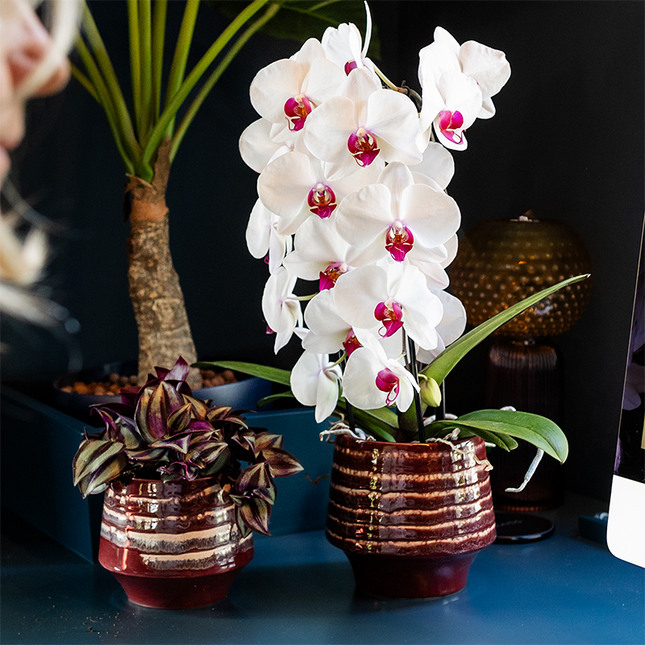 Übertopf Moonstone Burgundy Ø12cm – eleganter Keramik Blumentopf in Burgundrot – fein geschichtete Glasur mit dezentem Glanz