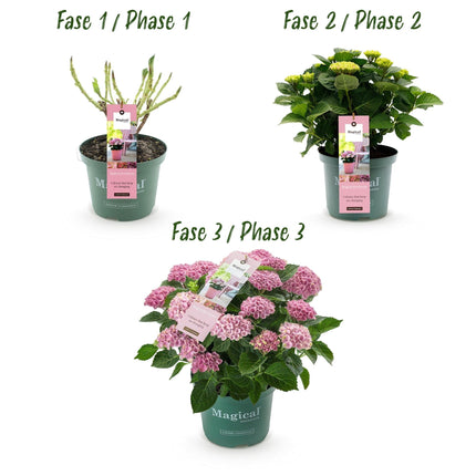 Hortensie Magical Revolution Pink – Rosa – Hydrangea macrophylla – 23cm – Ca. 55cm hoch – 6-10 Blüten – Für Balkon, Terrasse & Beet