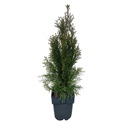 Lebensbaum Thuja occidentalis Smaragd – Immergrüne Heckenpflanze – 6 Pflanzen – 17 cm x H60 cm – Dichte, grüne Hecke