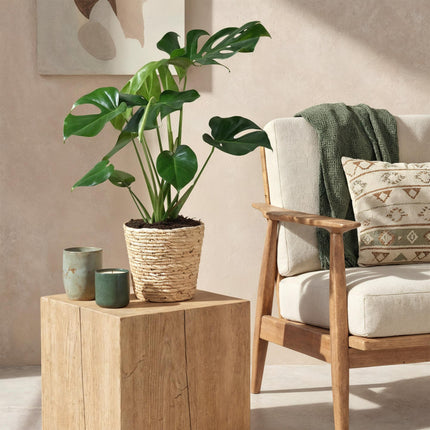 Monstera Deliciosa Fensterblatt – Grün – 21cm – Höhe 70-80cm – Pflegeleichte tropische Zimmerpflanze für Wohnräume – Dekoratives großes Blattwerk